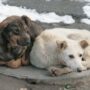 На приюты для бездомных животных выделили больше 5 млн рублей
