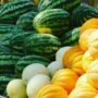 В Балаково начнут работать ярмарки по продаже арбузов и дынь