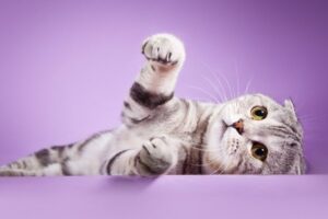 Сегодня Всемирный день кошек