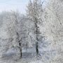 Сказка наяву: балаковские деревья окутал иней