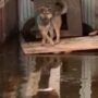 В Балаковском районе талые воды угрожают жизни нескольких собак