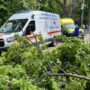 В Саратове из-за падения дерева погибли два человека
