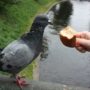 Почему кормить голубей действительно опасно? Разъясняют специалисты