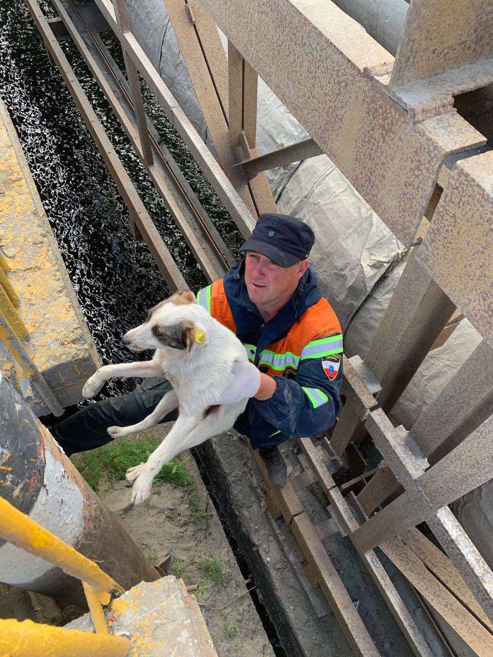 В Балакове спасатели вызволили пса из бетонных "тисков"