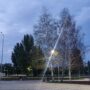В балаковском парке Центральный «пустят под нож» несколько взрослых берёз