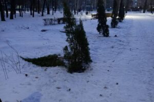 В Балакове разыскивают вандалов, которые сломали молодое дерево в горпарке