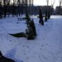 В Балакове разыскивают вандалов, которые сломали молодое дерево в горпарке