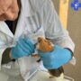 Ветеринары спасли морскую свинку Асю