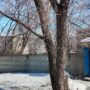 Свершилось! В Балаково выбирают помещение для бездомных животных