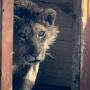 Покусавший девочку лев поедет в Волгоград