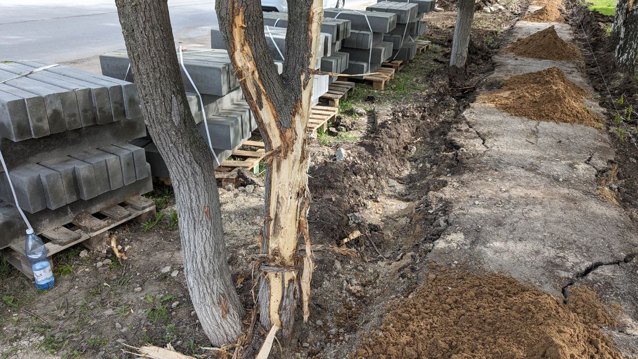 Строители Центрального парка в Балаково изуродовали деревья