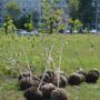 В Балаково в 2025 году начнется масштабная программа озеленения