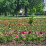 Коммунальщики обещают высадить в городе 100 000 цветов