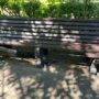 В Балаково вандалы изуродовали лавочку в новом сквере