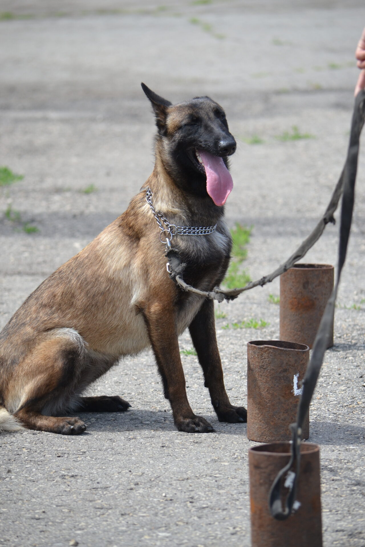 В России предложили платить за выгул собак