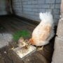 Домашняя курица помогла появиться на свет птенцам павлина