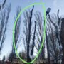 Очередная халатность? Ценные липы пострадали от рук коммунальщиков в Балаково