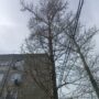 Тополя во дворе многоэтажки в Балаково спилили только после проверки