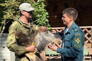 Плен, побег и спасение: краснокнижного орла, изъяли у браконьеров