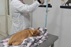 Ветеринары спасли чихуахуа Ляльку и ее щенков