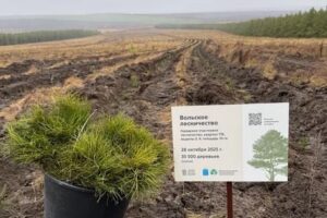 Регион вошел в тройку лидеров России по лесоклиматическим проектам