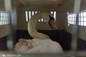 Раненый лебедь из Балакова находится на лечении у саратовских волонтеров