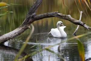 Зимовка лебедей на балаковском озере — под вопросом