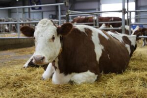 Племзавод увеличит производство молока
