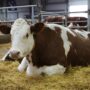 Племзавод увеличит производство молока