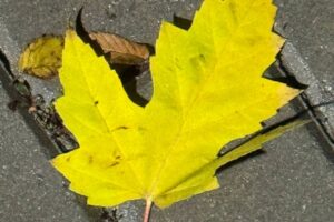 Погода 4 ноября в Балаково. Холодно и пасмурно