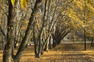 Погода на 5 ноября в Балаково. Облачно, без осадков