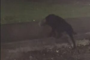 Мужчина спас собаку, сняв с ее головы пластиковую бутылку