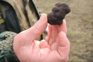 «А о грибах вам расскажет районный глава». Куда в Саратовской области отправиться за трюфелями?