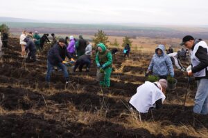 Более 4 тысяч гектаров новых лесов высажено в регионе в 2025 году
