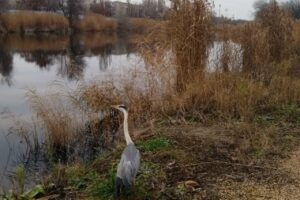 Балаковец спас раненую цаплю на озере Линёво