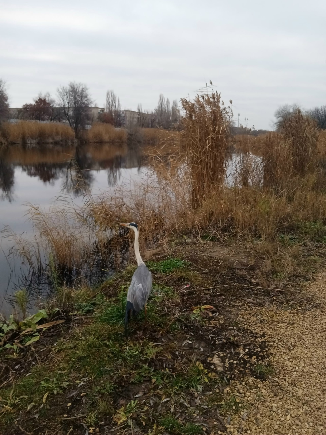 Балаковец спас раненую цаплю на озере Линёво