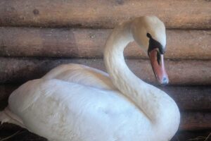 Два лебедя из Балаково отправятся на зимовку в Анапу