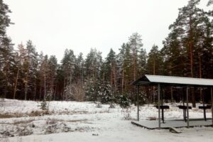 В регионе усилят охрану хвойных лесов перед Новым годом