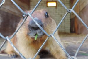 Сурок-предсказатель из национального парка уснул до весны