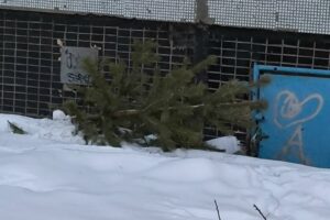 Жительница Балакова выбросила новогоднюю елку с восьмого этажа