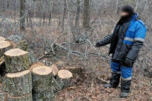 Балаковец вырубил дюжину дубов на полтора миллиона рублей