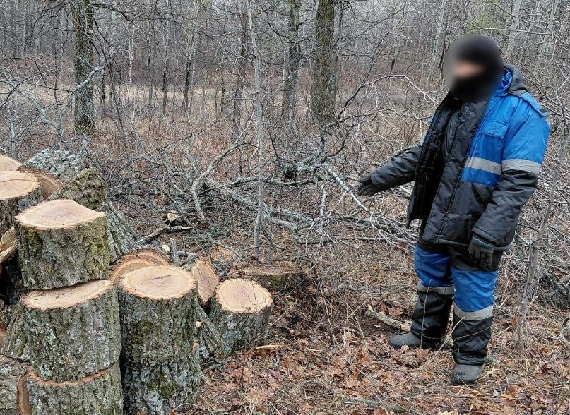 Балаковец вырубил дюжину дубов на полтора миллиона рублей