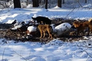 Бездомные собаки в Балаково набросились на ребенка