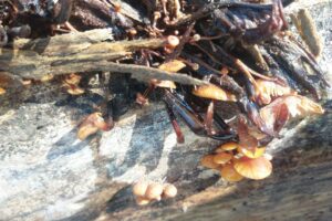 Балаковские грибники открыли сезон в марте