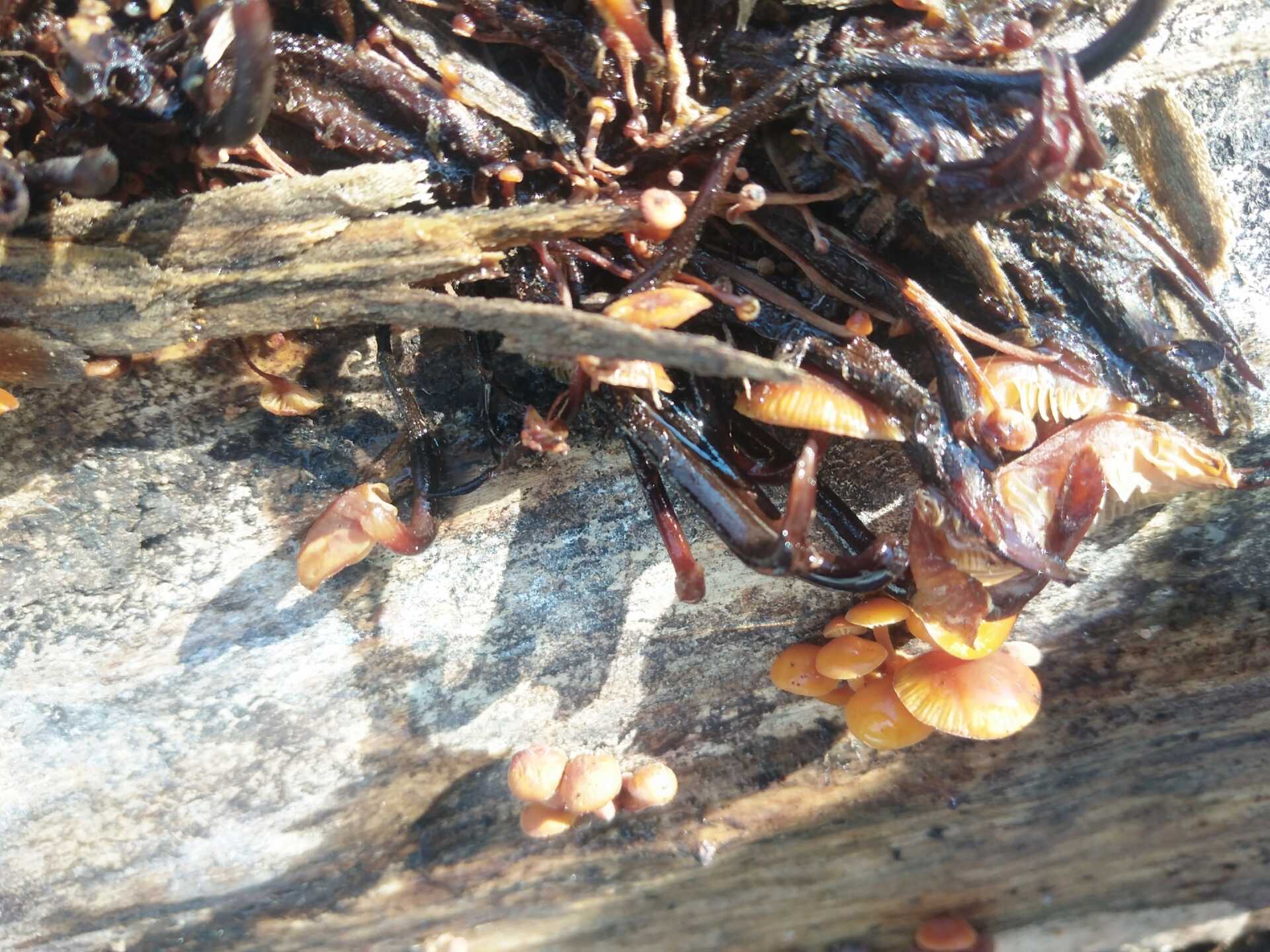 Балаковские грибники открыли сезон в марте