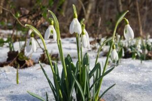 За подснежники грозит штраф до миллиона рублей