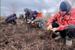 Рядом с Балаково дубы уложили в снежную базу
