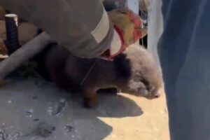 На Саратовской ГЭС в очередной раз спасли бобра