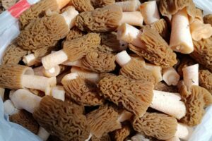 В балаковских лесах собирают сморчки ящиками