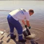 ВИДЕО. Экологическая акция Саратовской ГЭС:  в Волгу выпустили молодь рыбы